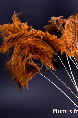 Panicule struzzo calamo dorato - 30-40 cm - oro azteco